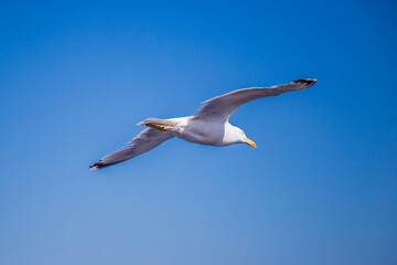 Möwe