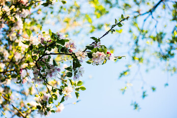 Beautiful Apple Tree Flowers Blossom Sunny Garden Spring Time Sunset Background