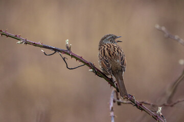 A stunning animal portrait of a Wren Bird