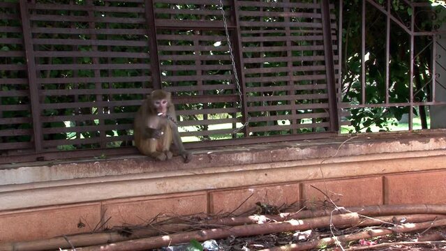 Curious monkey sits with cigarette and breaks it on chain near gate in city. This allows monkeys to feel very comfortable in trees. Clawed macaques use their tails tools when gathering food in trees.