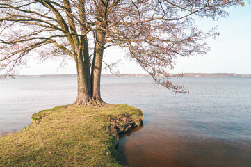 Fototapeta na wymiar Tree on the shore of Zegrzynskie lake