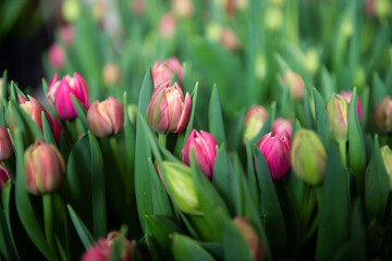 Buds of red tulips of different varieties with green leaves grown indoors.