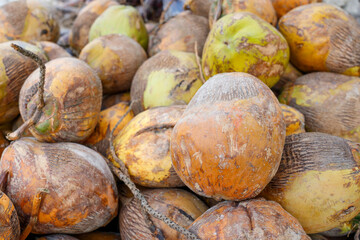 A bunch of ripe coconuts.