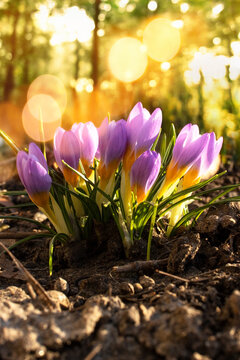Crocuses