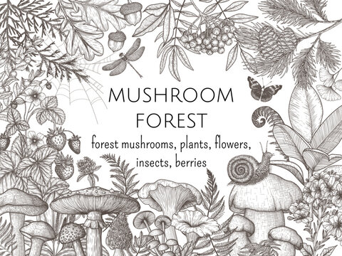 Vector forest frame with mushrooms, plants, insects, berries. Fly agaric, chanterelles, white mushroom, honey agaric, boletus, snail, strawberry, fern, butterflies, dragonfly, spruce