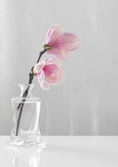 pink magnolia flowers in glass vase on white background