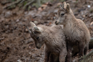 Ibex
