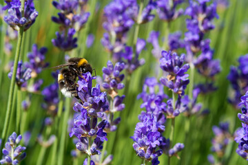Hummel auf Lavendel, Macroaufnahme