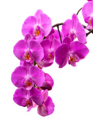 PNG. A branch of a blooming lilac orchid. isolate on white background