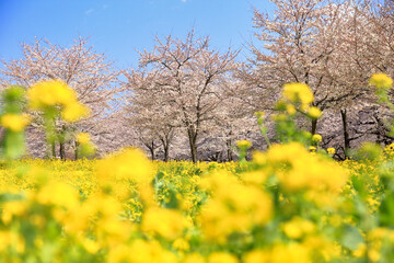 赤城南面千本桜の満開の桜と菜の花 ( 群馬県 前橋市 )