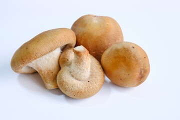 白背景で撮影した椎茸