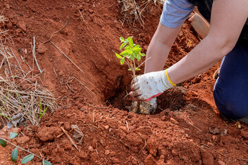 Gardener woman is planting flowers in soil of garden with her hands.