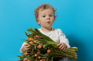 Cute smiling baby holding a beautiful bouquet of tulips in front of his face isolated on blue. Little boy gives a bouquet to mom