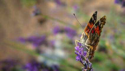 Butterfly on lavender flowers, blurred natural background. Soft, selective focus