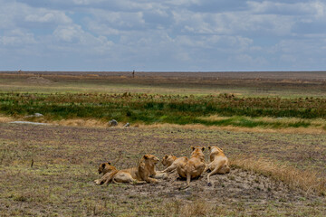 Wild lioness in the Serengeti National Park in the heart of Africa