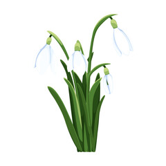 Beautiful vector snowdrops. First spring flowers. clipart. Delicate snowdrop flowers for your design 