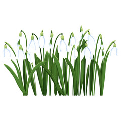 Beautiful vector snowdrops. First spring flowers. clipart. Delicate snowdrop flowers for your design 