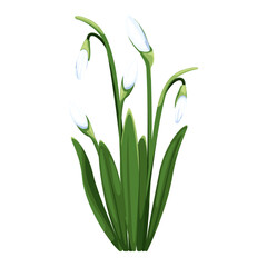 Beautiful vector snowdrops. First spring flowers. clipart. Delicate snowdrop flowers for your design 