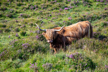 The Highland is a Scottish breed of cattle originating from the Highlands region.