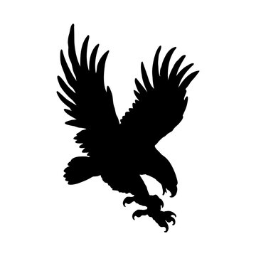 flying eagle illustration