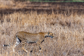 Wild cheetah in serengeti national park