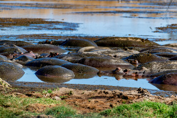 Wild hippos in Serengeti national park