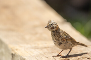 bird portrait