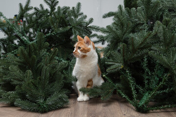 Domestic red cat dropped the Christmas tree in the room. Christmas and New Year holidays are over,...