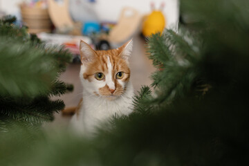Domestic red cat dropped the Christmas tree in the room. Christmas and New Year holidays are over,...