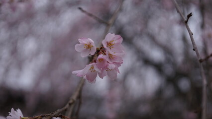 2023年・桜