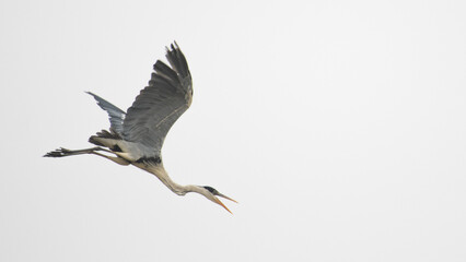 grey heron flying