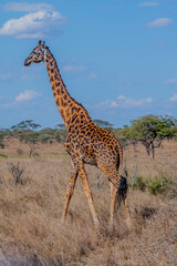 wild giraffe in Serengeti National Park in the heart of Africa
