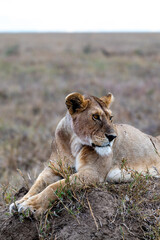 Wild lioness in the Serengeti National Park in the heart of Africa