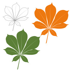Set of vector chestnut leaf outline and coloured icon. Simple chestnut leaves illustration for logo. Realistic hand drawn leaves illustration set on white background.