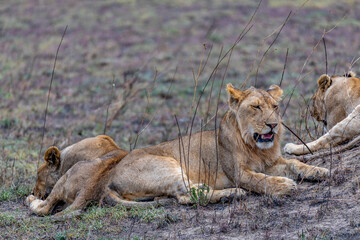 Wild lionesses in the Serengeti National Park in the heart of Africa