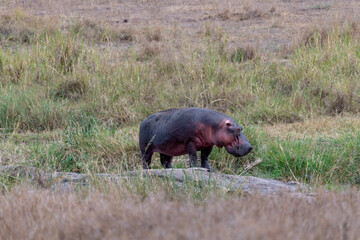 Wild hippo in Serengeti national park