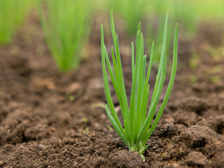 Young green onions growing in the garden. Useful Vegetables.