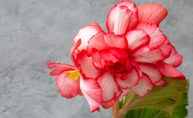 Magnificent lush white-pink begonia on a light background with copy space. Floriculture, hobby, home flowers.