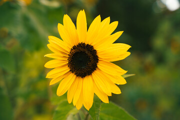 Sunflower In Bloom Close Up