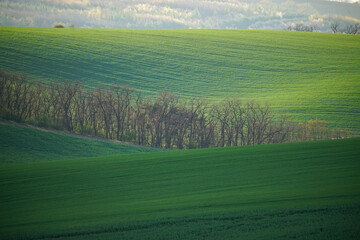 Spring green wavy hills