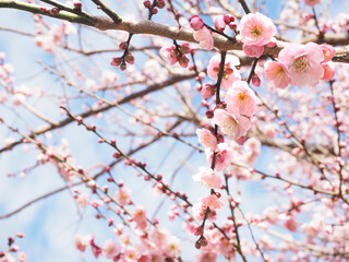 Light red Japanese apricot