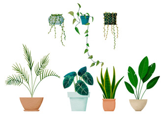 Set of different houseplants, Alocasia Black Velvet, Bird Of Paradise Tree, String of Succulents, Cat Palm, Golden Pothos,  Snake Plant Laurentii. Digital watercolor