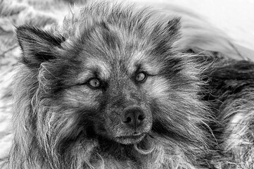 the fluffy muzzle of a dog with sad eyes looks at the camera bw