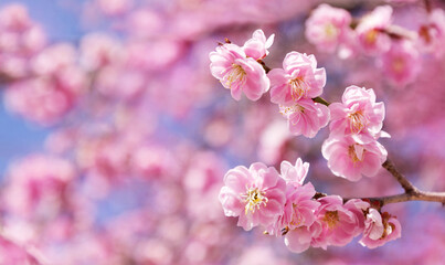 Beautiful sakura flowers in the spring season in the park.