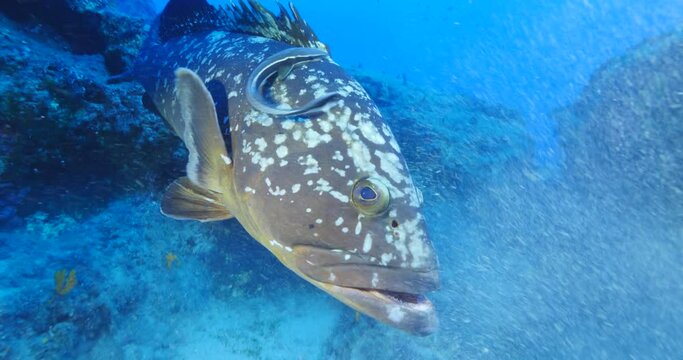 grouper underwater  footage close up ocean fish portrait scenery Epinephelus marginatus with remora 