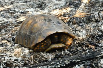 turtle on the rock