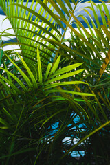 Obraz na płótnie Canvas Leafy palm trees texture
