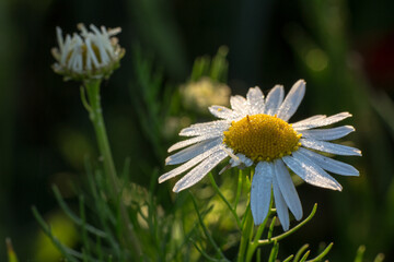 Obraz premium daisy flower in the grass