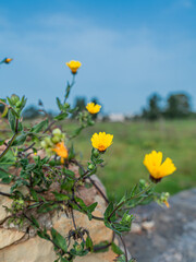yellow flowers on the field