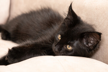A black Maine coon kitten lies a beige couch. Pet, love for cats, care for purebred pets